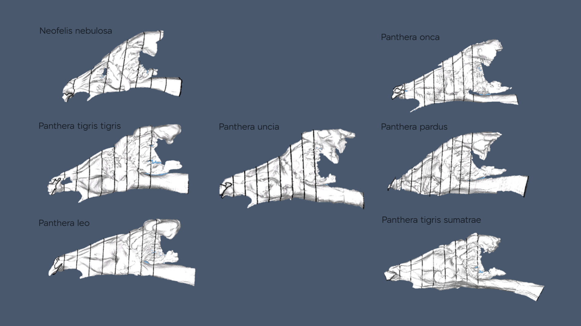 Nasal Cavities of large mammals created with Flowgy.