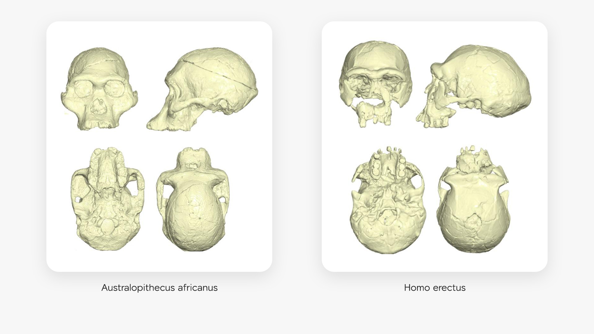 Computational Mesh created by Flowgy.
