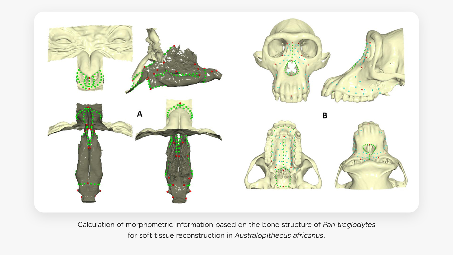 Calculation of morphometric information based on the bone structure of Pan troglodytes
for soft tissue reconstruction in Australopithecus africanus.