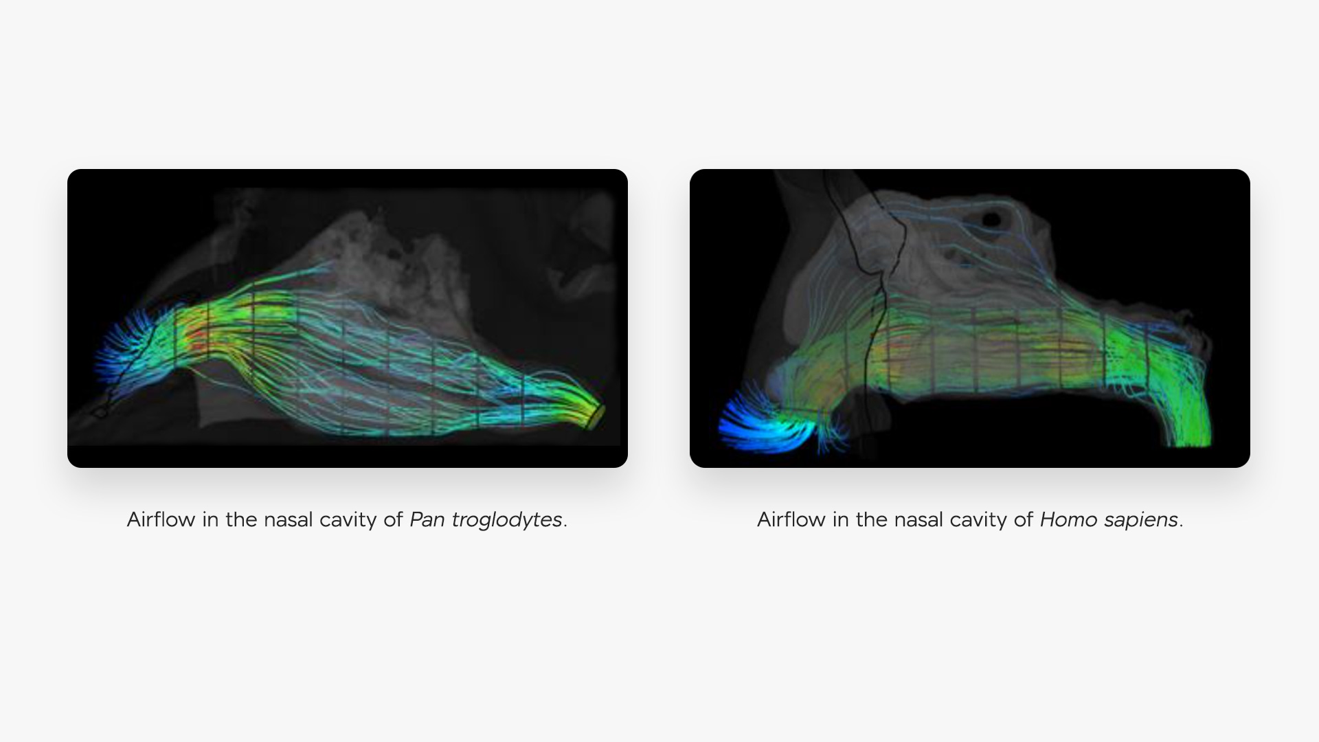 Representation of the airflow into the nasal cavity made with Flowgy Innovation.