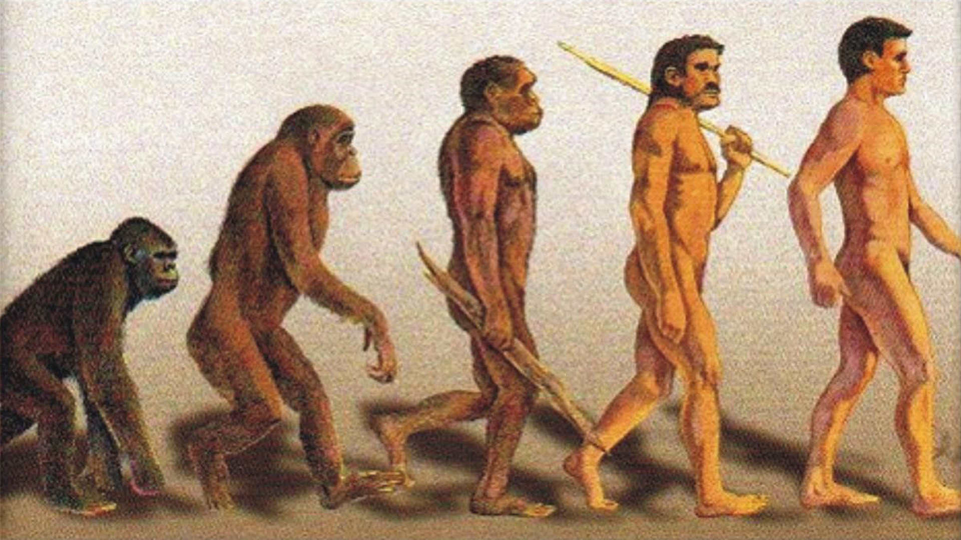 Flowgy collaborates with CSIC in the evolutionary research of the hominid respiratory system.